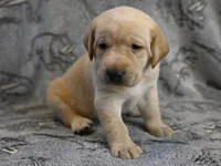 Daisy (yellow collar), a female Labrador Retriever for sale in Elk, WA – 6 of 10