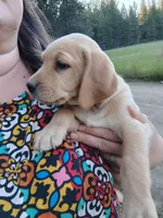 Beige Collar , a female Labrador Retriever for sale in Elk, WA – 2 of 3