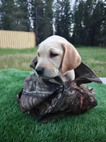 Green Collar, a male Labrador Retriever for sale in Elk, WA – 2 of 9