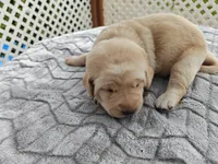 Daisy (yellow collar), a female Labrador Retriever for sale in Elk, WA – 2 of 3