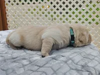 Poppy (teal collar), a female Labrador Retriever for sale in Elk, WA – 2 of 3