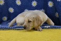 Clover (beige collar), a female Labrador Retriever for sale in Elk, WA – 4 of 7