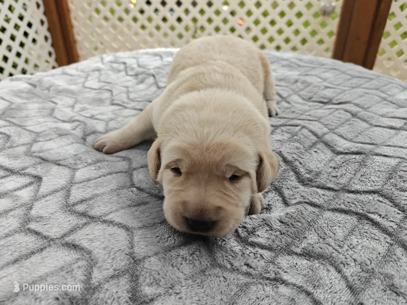 Clover (beige collar) – Labrador Retriever puppy for sale in Elk, WA