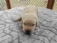 Clover (beige collar), a female Labrador Retriever for sale in Elk, WA – 1 of 3