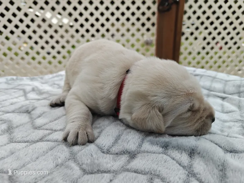 Maple (red collar) – Labrador Retriever puppy for sale in Elk, WA