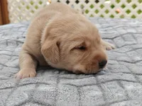 Moose (blue), a male Labrador Retriever for sale in Elk, WA – 1 of 3