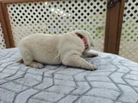 Honey (pink collar), a female Labrador Retriever for sale in Elk, WA – 2 of 3