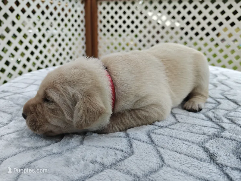 Honey (pink collar) – Labrador Retriever puppy for sale in Elk, WA