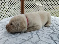 Honey (pink collar), a female Labrador Retriever for sale in Elk, WA – 1 of 3