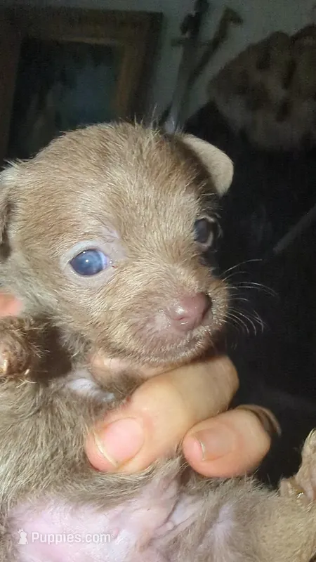 No name – Chihuahua puppy for sale in Peoria, AZ