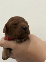 NICO, a male Cavapoo for sale in Milton Freewater, OR – 1 of 1