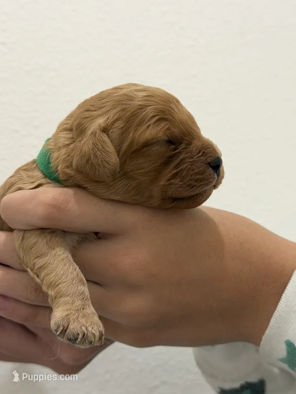 LEVI, a male Cavapoo for sale in Milton Freewater, OR – 1 of 1