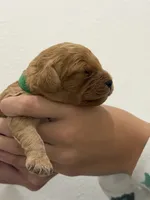LEVI, a male Cavapoo for sale in Milton Freewater, OR – 1 of 1