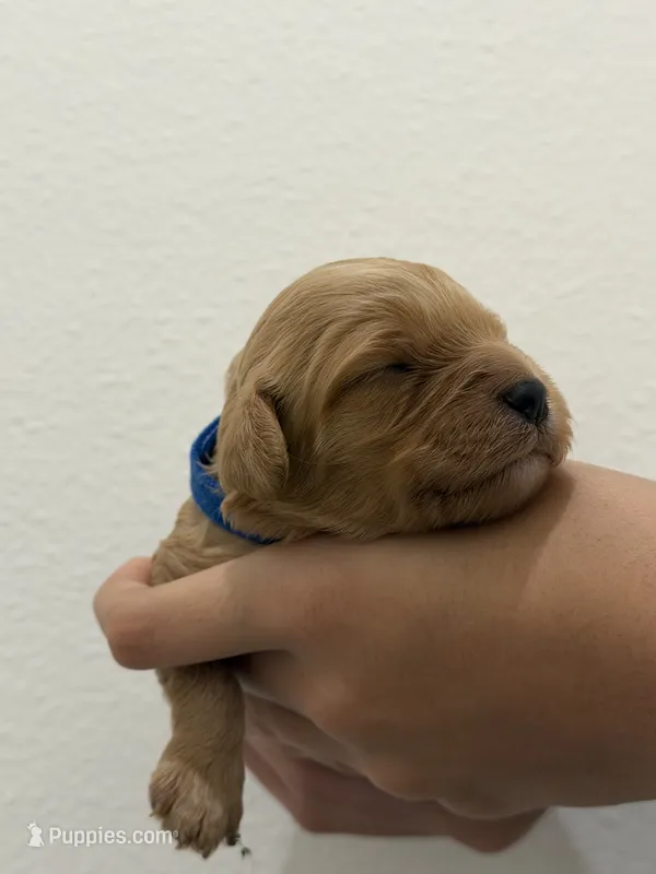 TEDDY, a male Cavapoo for sale in Milton Freewater, OR – 1 of 1