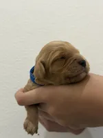 TEDDY, a male Cavapoo for sale in Milton Freewater, OR – 1 of 1