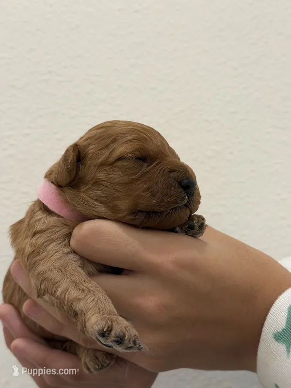 luna, a female Cavapoo for sale in Milton Freewater, OR – 1 of 1