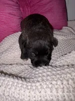 Sugar, a female Miniature Schnauzer for sale in Brownfield, TX – Photo 4 of 5