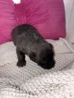 Sugar, a female Miniature Schnauzer for sale in Brownfield, TX – Photo 2 of 5