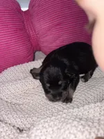 Violet , a female Miniature Schnauzer for sale in Brownfield, TX – Photo 2 of 4