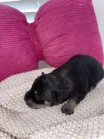 Violet , a female Miniature Schnauzer for sale in Brownfield, TX – Photo 4 of 4