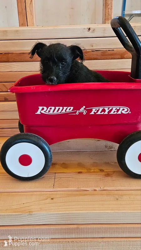 Lovey  – Miniature Schnauzer puppy for sale in Brownfield, TX