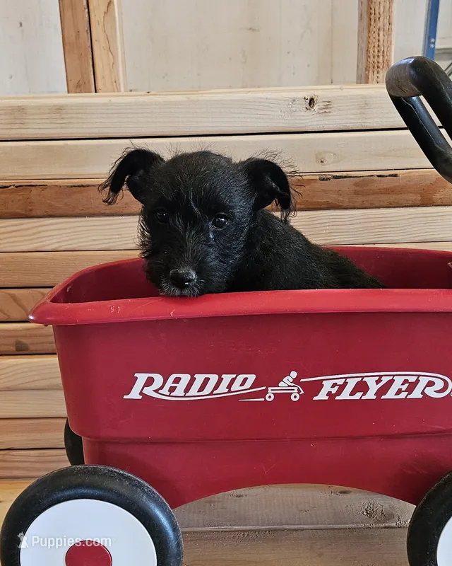 Lovey , a female Miniature Schnauzer for sale in Brownfield, TX – Photo 1 of 6