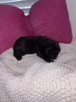 Lovey, a female Miniature Schnauzer for sale in Brownfield, TX – Photo 2 of 3