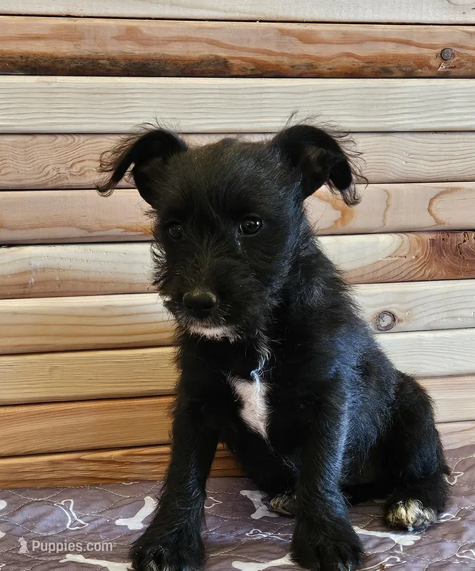 Lovey  – Miniature Schnauzer puppy for sale in Brownfield, TX