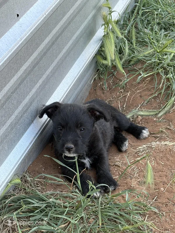 Lovey – Miniature Schnauzer, Cardigan Welsh Corgi puppy for sale in Brownfield, TX