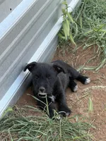 Lovey, a female Miniature Schnauzer and Cardigan Welsh Corgi for sale in Brownfield, TX – Photo 1 of 3