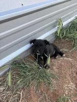 Lovey, a female Miniature Schnauzer and Cardigan Welsh Corgi for sale in Brownfield, TX – Photo 2 of 3