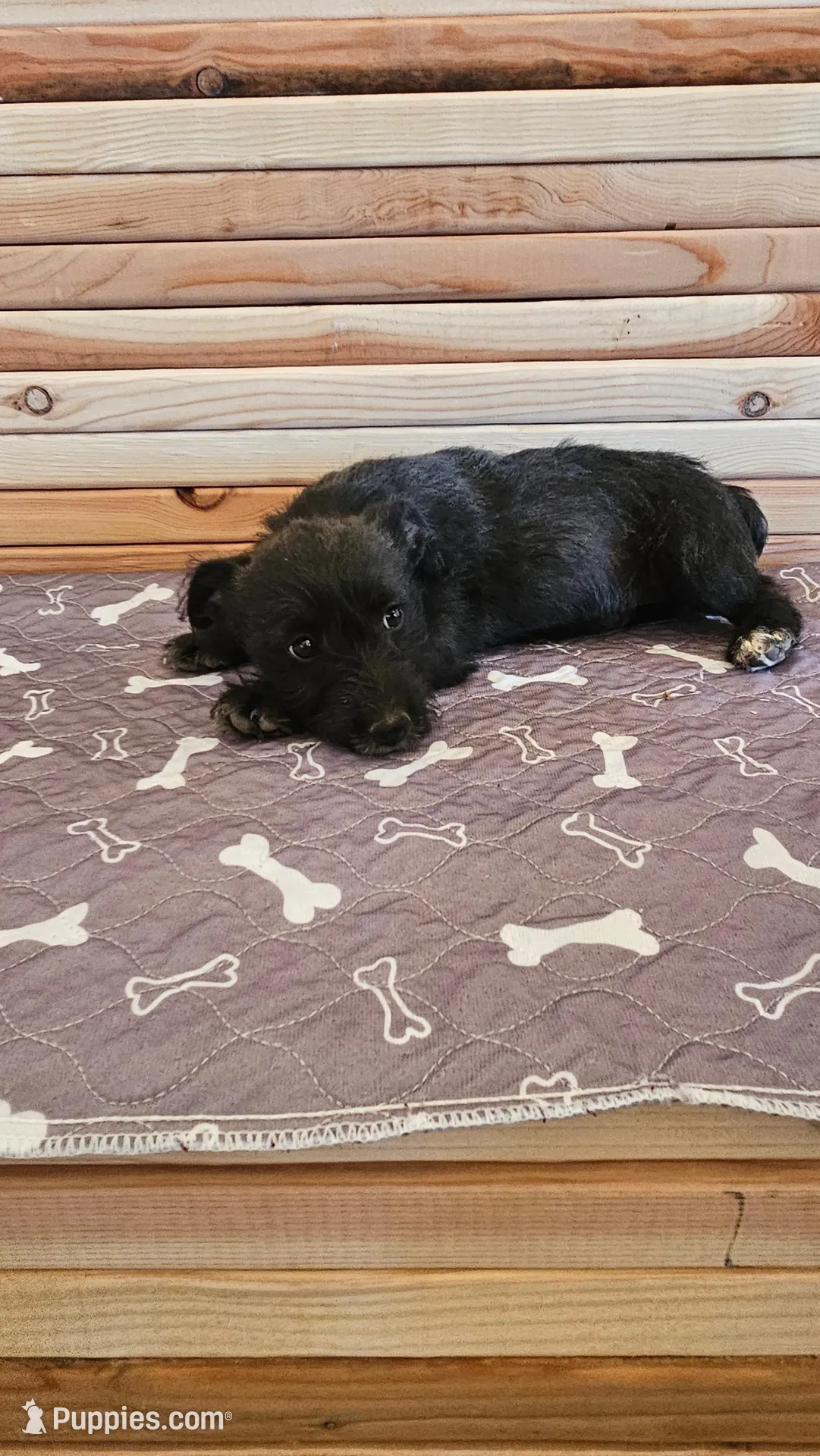 Lovey , a female Miniature Schnauzer for sale in Brownfield, TX – Photo 5 of 5