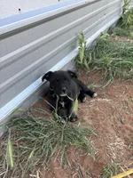 Lovey, a female Miniature Schnauzer and Cardigan Welsh Corgi for sale in Brownfield, TX – Photo 3 of 3