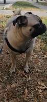 Pan, a female Pug for sale in San Antonio, TX – 2 of 2