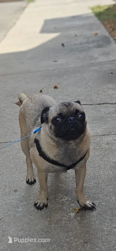 Pan – Pug puppy for sale in San Antonio, TX