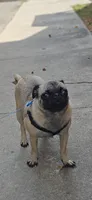 Pan, a female Pug for sale in San Antonio, TX – 1 of 2