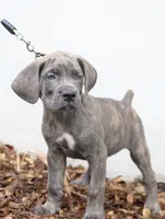 Rocco, a male Cane Corso for sale in Lake Worth Beach, FL – Photo 3 of 3