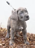 Rocco, a male Cane Corso for sale in Lake Worth Beach, FL – Photo 1 of 3