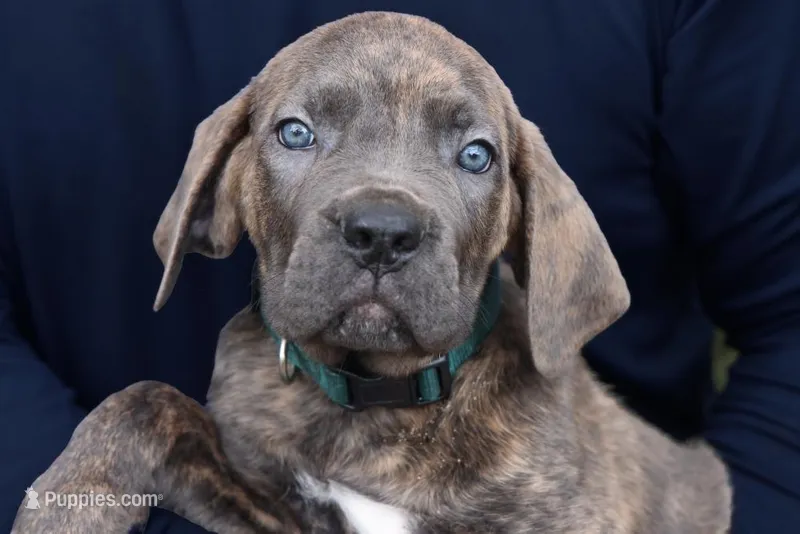 Napoleon – Cane Corso puppy for sale in Lake Worth Beach, FL