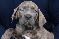 Napoleon, a male Cane Corso for sale in Lake Worth Beach, FL – Photo 1 of 3