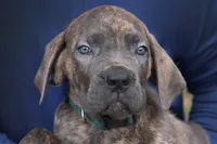 Napoleon, a male Cane Corso for sale in Lake Worth Beach, FL – Photo 2 of 3