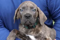 Napoleon, a male Cane Corso for sale in Lake Worth Beach, FL – Photo 3 of 3