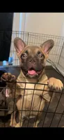 Canelo, a male French Bulldog for sale in Phoenix, AZ – 2 of 3