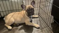 Canelo, a male French Bulldog for sale in Phoenix, AZ – 3 of 3