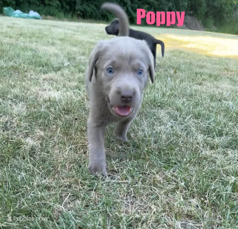 Poppy – Labrador Retriever puppy for sale in Pittsford, NY
