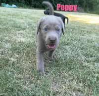 Poppy, a female Labrador Retriever for sale in Pittsford, NY – 1 of 1