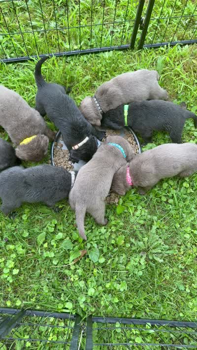 AKC Silver and charcoal Labrador retrievers , a female Labrador Retriever for sale in Pittsford, NY – 3 of 3
