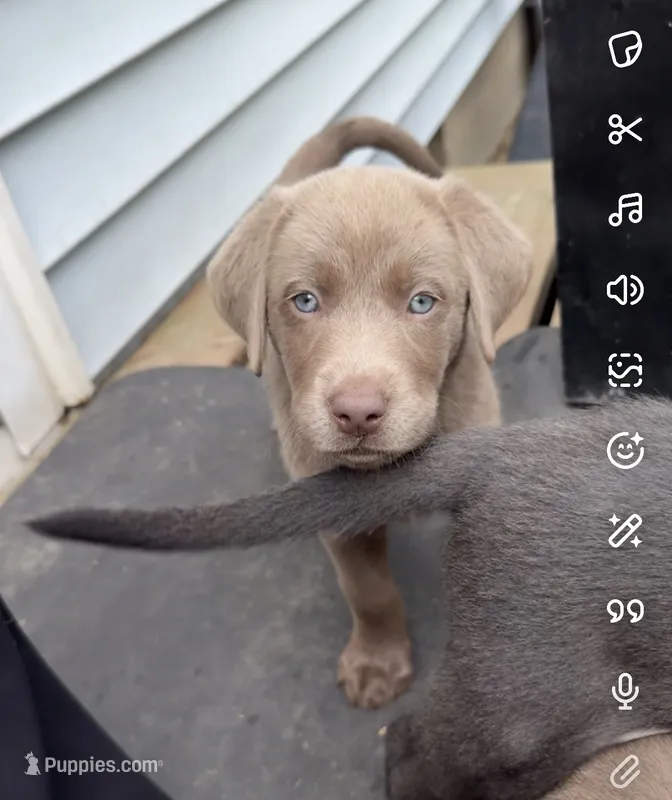 Honey – Labrador Retriever puppy for sale in Pittsford, NY
