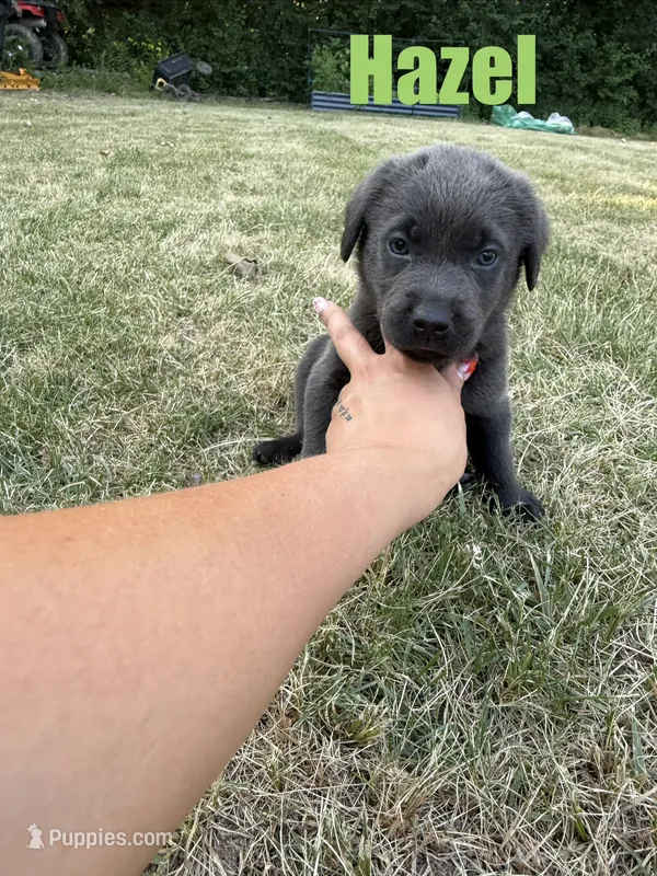 Hazel – Labrador Retriever puppy for sale in Pittsford, NY