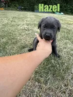 Hazel, a female Labrador Retriever for sale in Pittsford, NY – 1 of 1